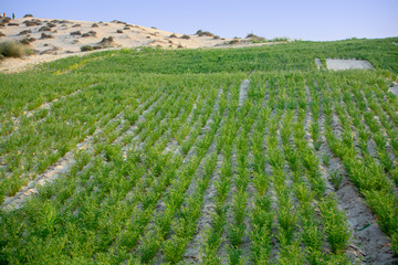 Agriculture in the desert