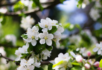 Nature floral background. Blooming Apple tree. White Apple blossoms on a branch close-up. Live wall of flowers in a spring garden.