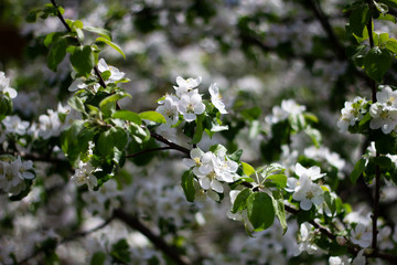 Nature floral background. Blooming Apple tree. White Apple blossoms on a branch close-up. Live wall of flowers in a spring garden.