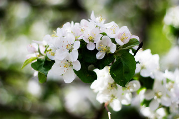 Nature floral background. Blooming Apple tree. White Apple blossoms on a branch close-up. Live wall of flowers in a spring garden.