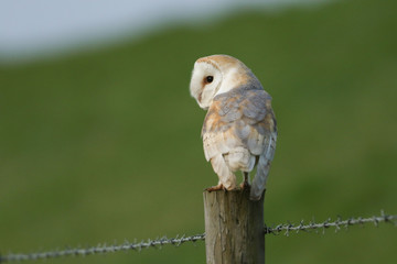 A magnificent hunting Barn Owl, Tyto alba, perching on a fence post at first light. 