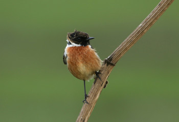 A male Stonechat, Saxicola rubicola, perching on a plant stem. It is looking around for insects to capture and eat.