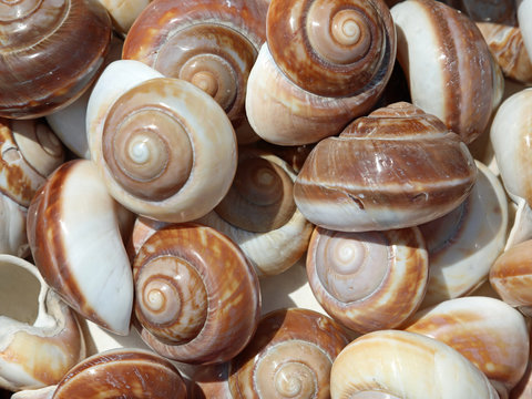 background of snail-shaped shells for sale in the souvernir stal