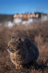 Obraz premium tiger cat is sitting with its eye close on the ground with city town at night time