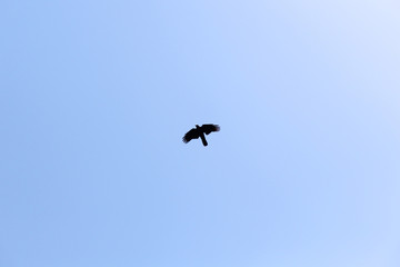 eagle on sky