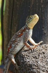 Siedleragame, weiblich