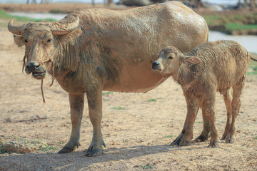 buffalo herd is walking to graze by the river in Thailand.