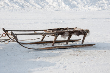 North deer are running on the snowy field track