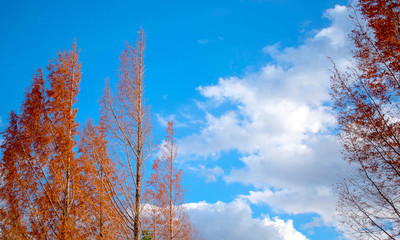 Big tall tree in an autumn season with bright blue sky, Low angle shot