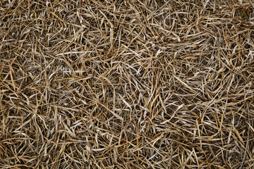 background of dry straw