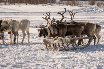 North deer are running on the snowy field track