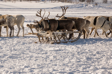 North deer are running on the snowy field track