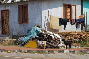 Two goats near an old house on the street of Kovalam in India