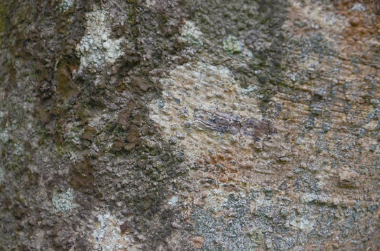 tree skin