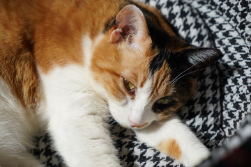 猫とのんびり過ごす休日