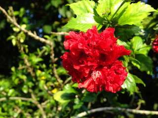 Hibiscus rosa-sinensis or is a genus of flowering plants in the mallow family, Malvaceae. It was a Malaysian national flower call Bunga Raya.