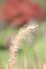 Obraz premium ears of wheat in the field