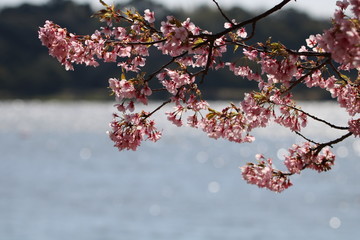 水辺と満開の梅