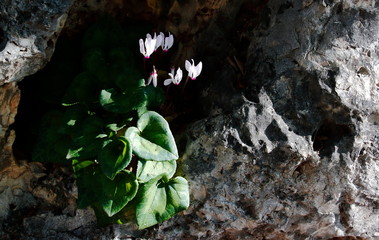 Cyclamen on the rock