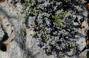 rosemary on the rock