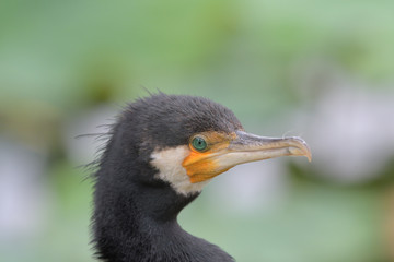 右向きの鵜の横顔クローズアップ