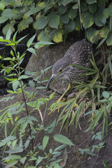 親と見た目が全く異なるゴイサギの幼鳥のホシゴイ