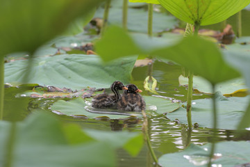 brothers of the  water birds