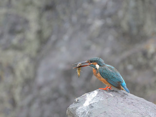 いわばで魚を咥えているカワセミ