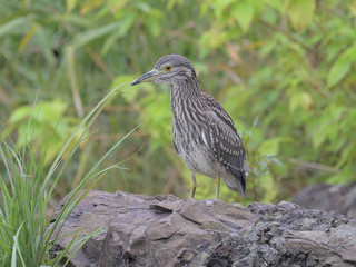 親と見た目が全く異なるゴイサギの幼鳥のホシゴイ