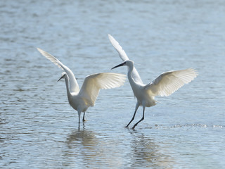 婚姻色のクチバシをして羽を広げる２羽の白いサギ