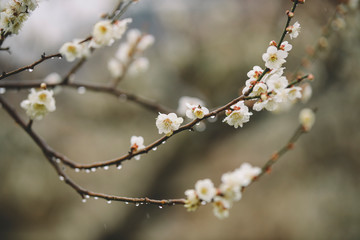 매화