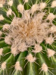 Close up cactus on the pot