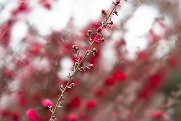 春の花