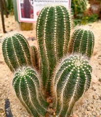 cactus name's coryphantha in the garden