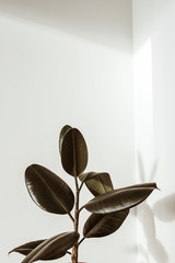 Green rubber plant on white background. Ficus elastica robusta.