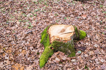Stump of freshly cut tree in forest