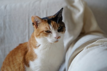 猫とのんびり過ごす休日