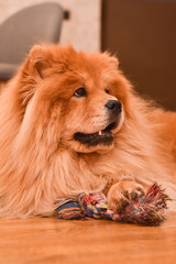 Beautiful dog chow chow play with a toy rope. Purebred dog play in the house