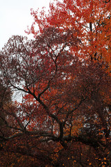 Fototapeta premium tree in autumn