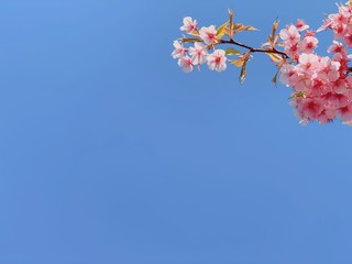 桜の花の背景