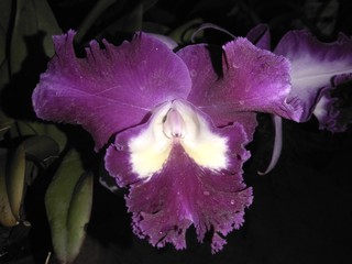 Purple Orchid flower