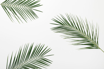 Tropical branches Monstera or palm leaves on white background