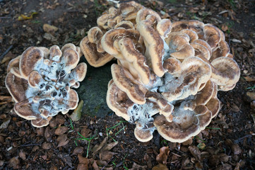 Bracket Fungus
