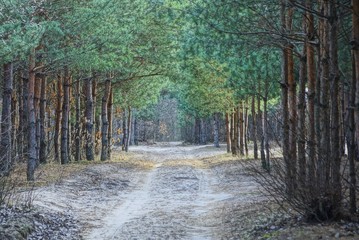 white sand road in the forest among pine trees on a sunny summer day