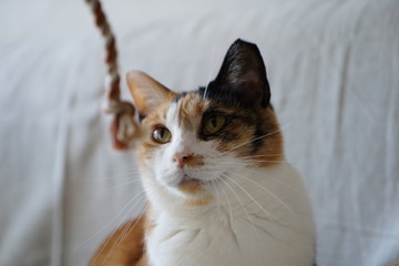 猫とのんびり過ごす休日