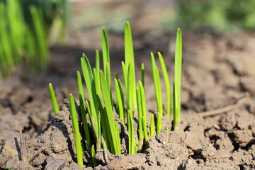 young shoots of plants