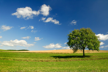 Fototapeta na wymiar Spring view, lonely tree among green fields