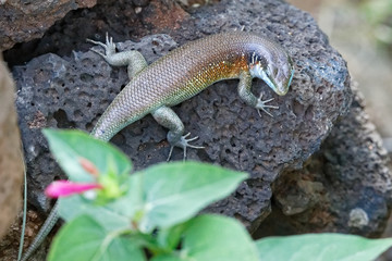 Blauschwanzskink