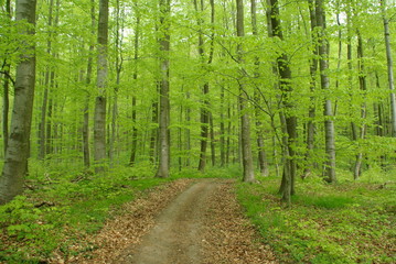 Fototapeta premium Frühlingswald