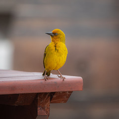 Golden Weaver 